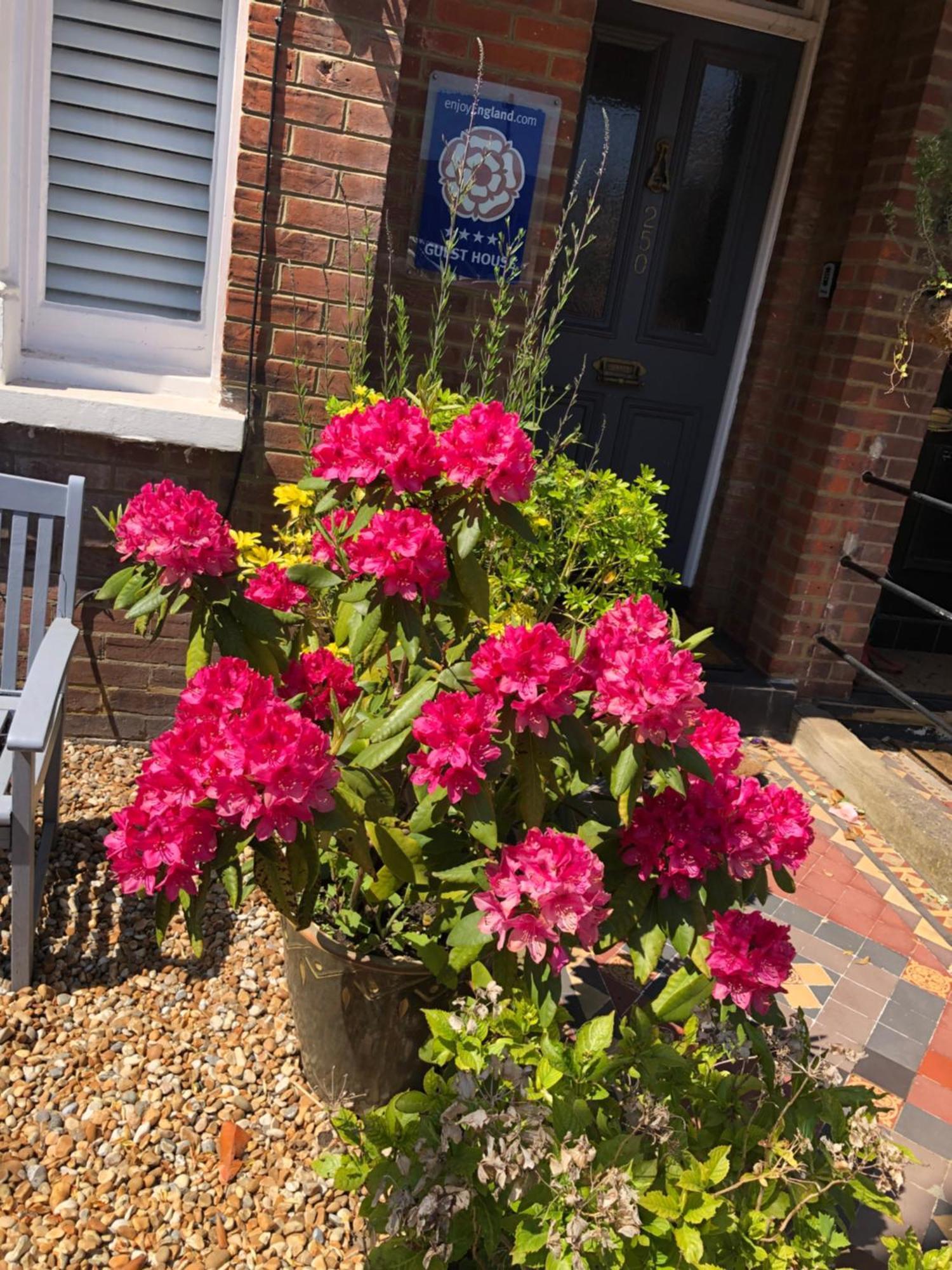 Carena House Bed & Breakfast Canterbury Exterior foto